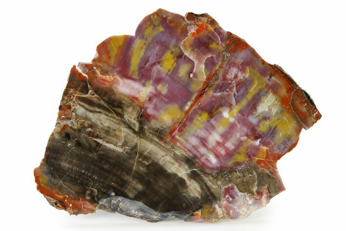 Polished Petrified Wood (Araucarioxylon) Slab - Arizona #336632